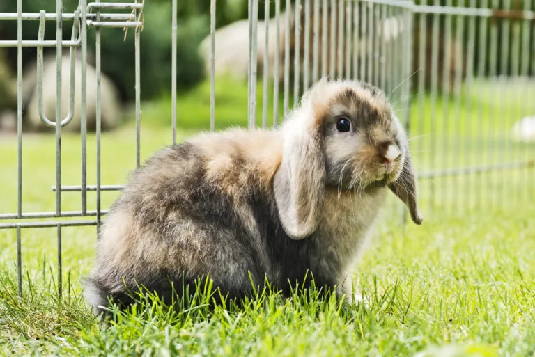 Auslauf für Kaninchen