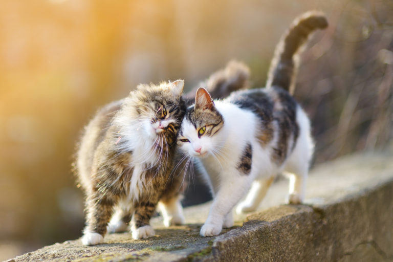 Alte Und Junge Katze Zusammenführen