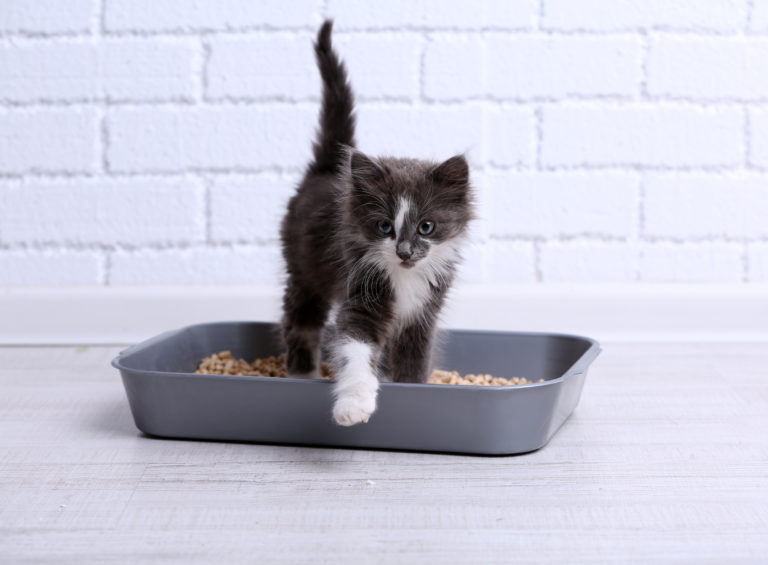 welches katzenklo