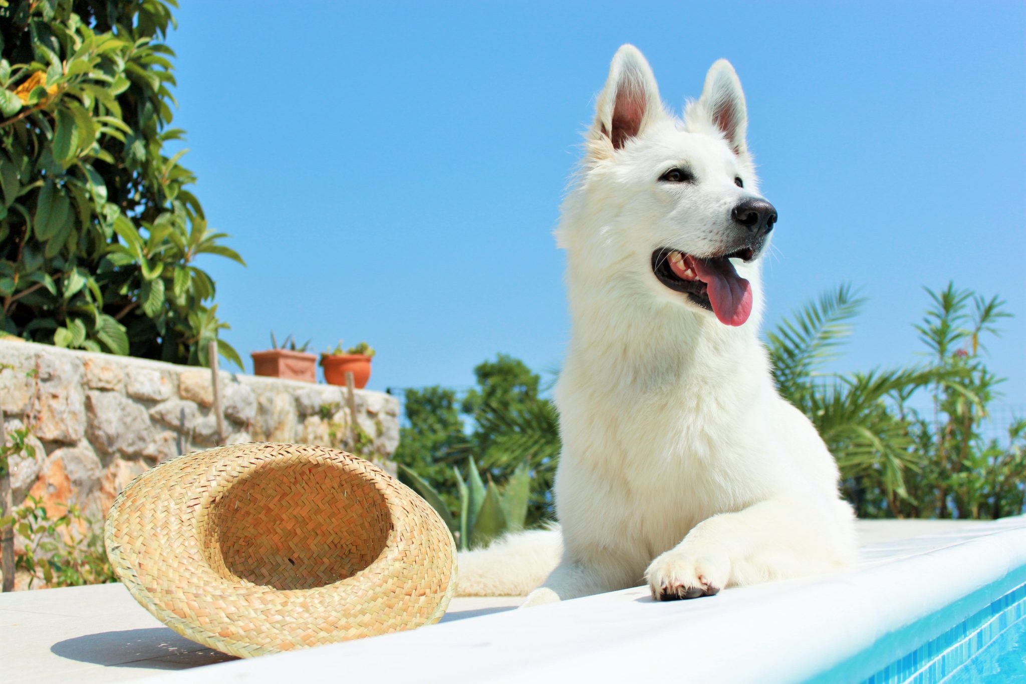 Sonnenschutz für Hunde gegen Sonnenbrand