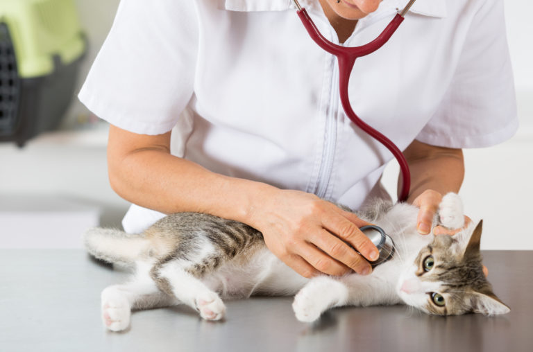 Tierarzt hört Katze ab mit Stethoskop
