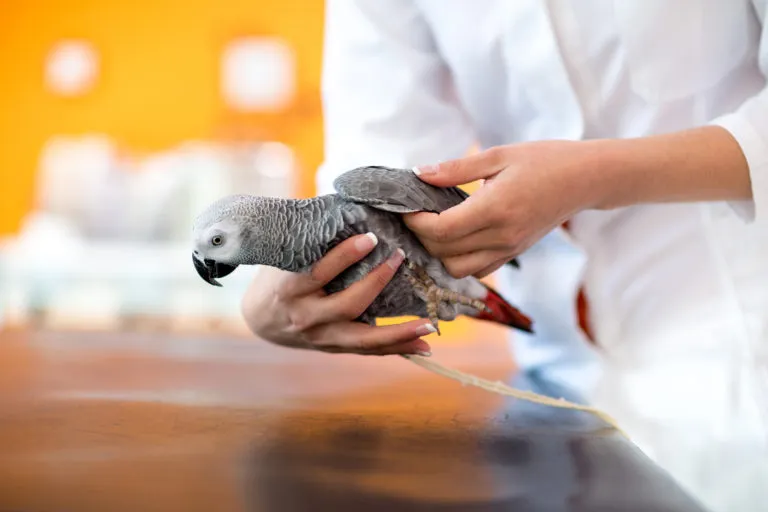 Nierenentzündung bei Vögeln Nierenentzündung bei Vögeln