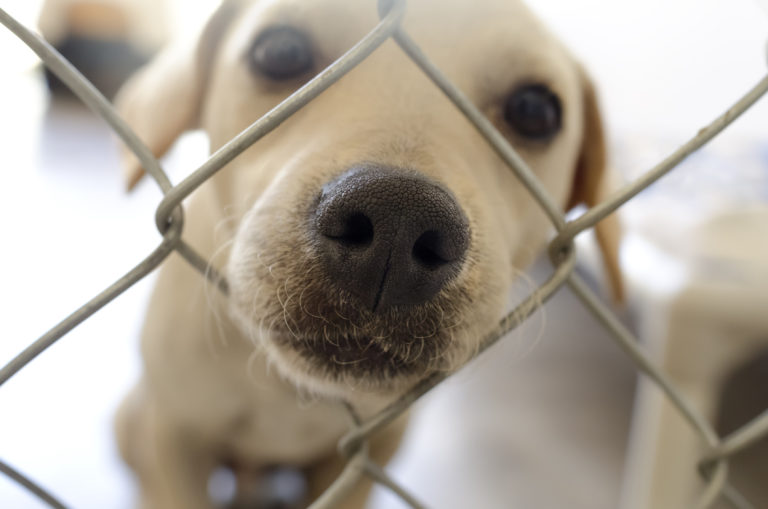 hund finden vom züchter oder tierheim