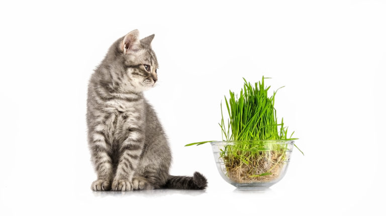katzengras katzengras