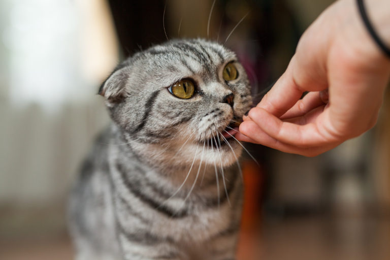 Nahrungserganzungsmittel Fur Katzen Zooplus Katzenmagazin