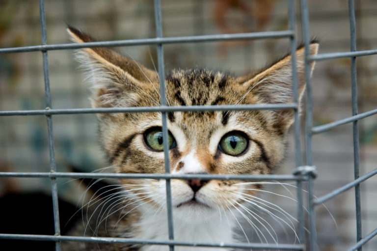 Katzen In Ungarn Kaufen