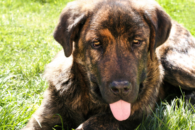 Spanish Mastiff