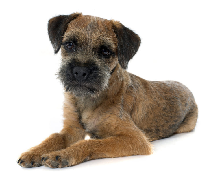 Border Terrier Charakter Haltung Pflege Hund Rassebeschreibung