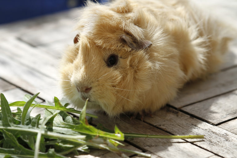 meerschweinchen verdauung