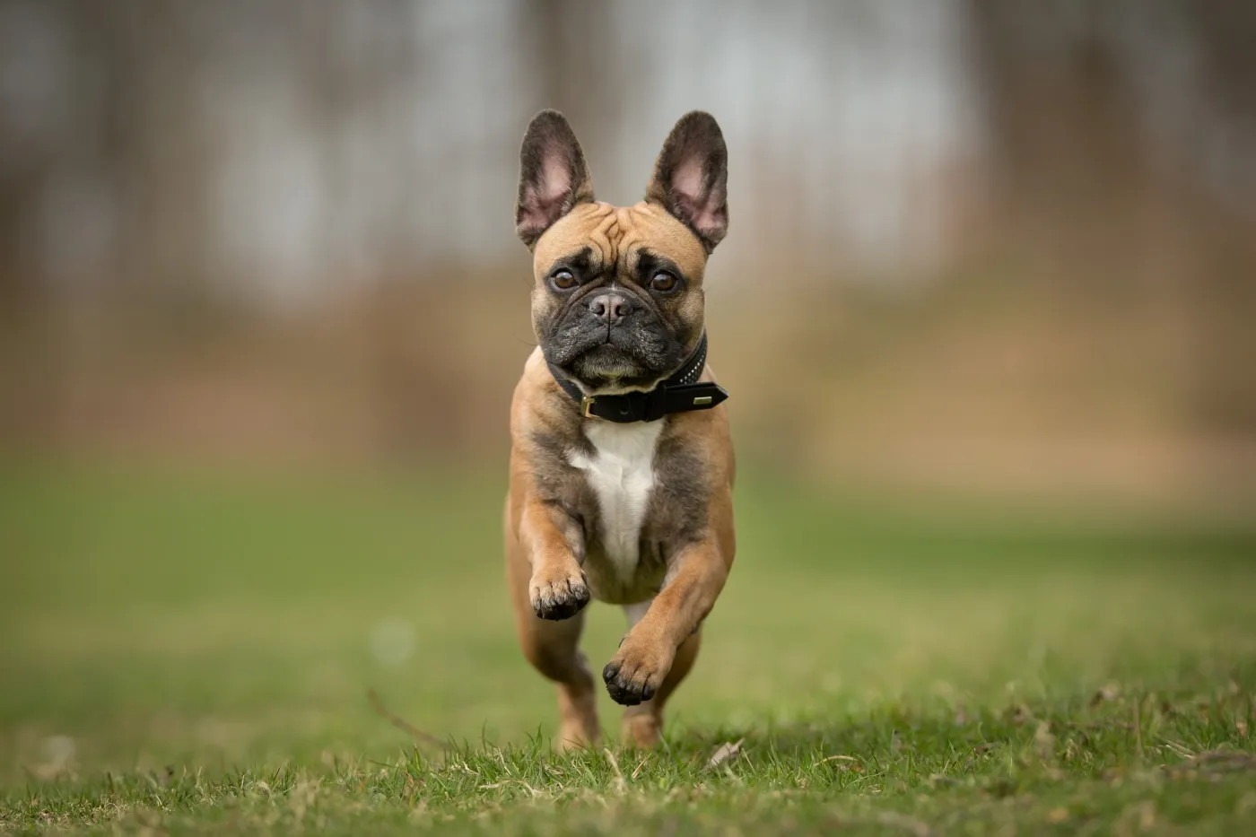 französische bulldogge läuft über wiese