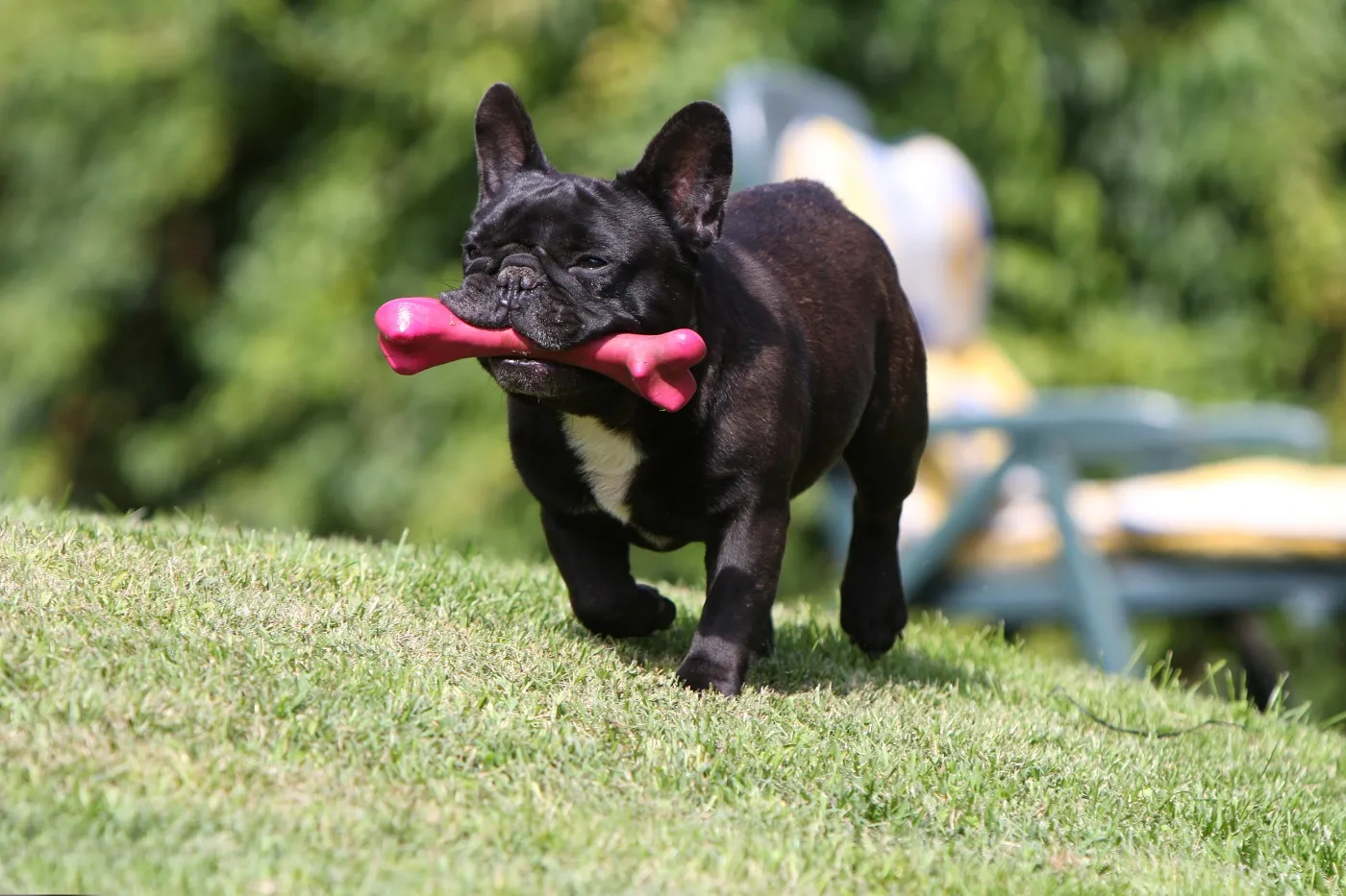 bulldogge hund mit gummiknochen im maul