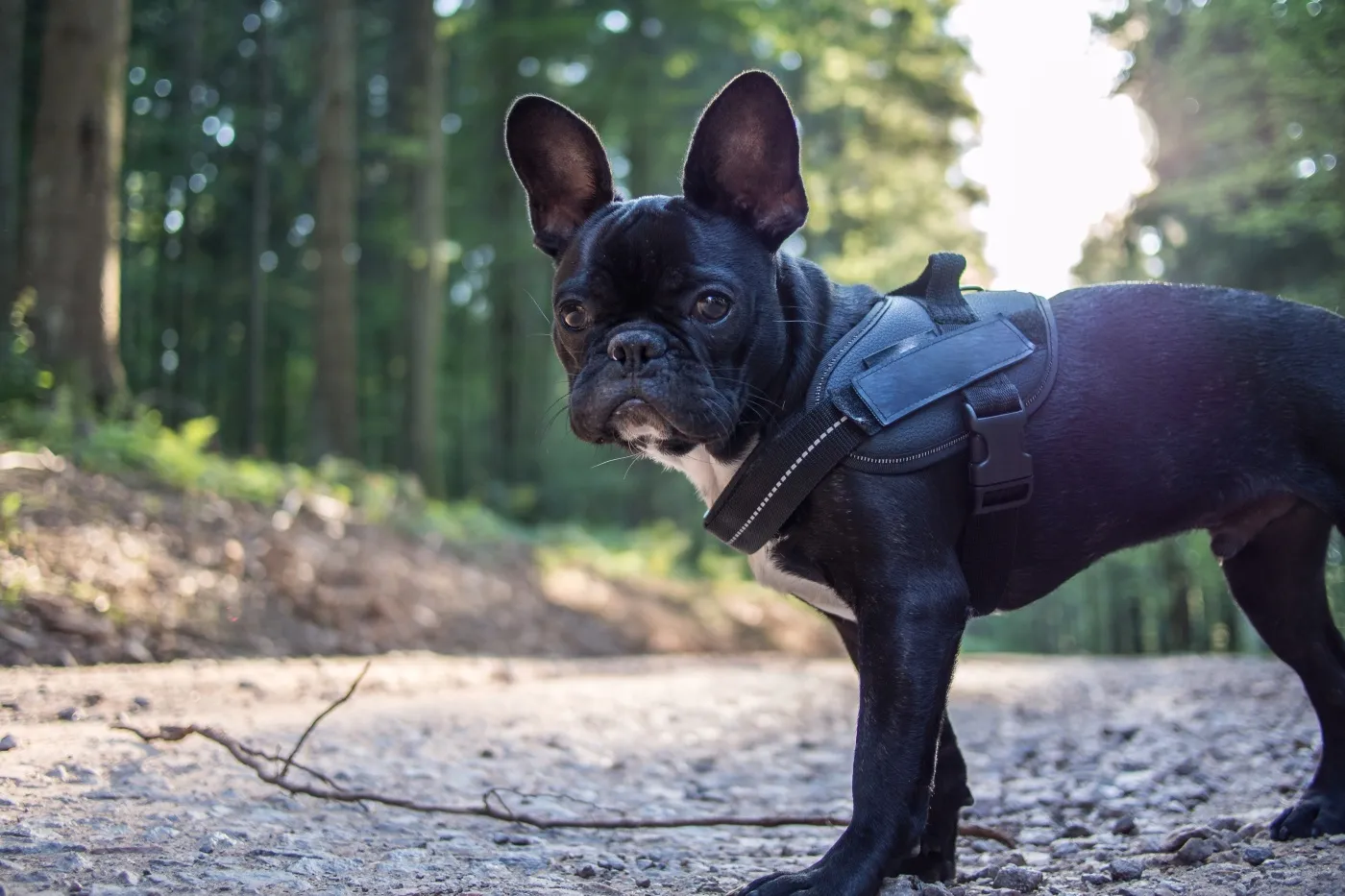 french bully auf waldweg