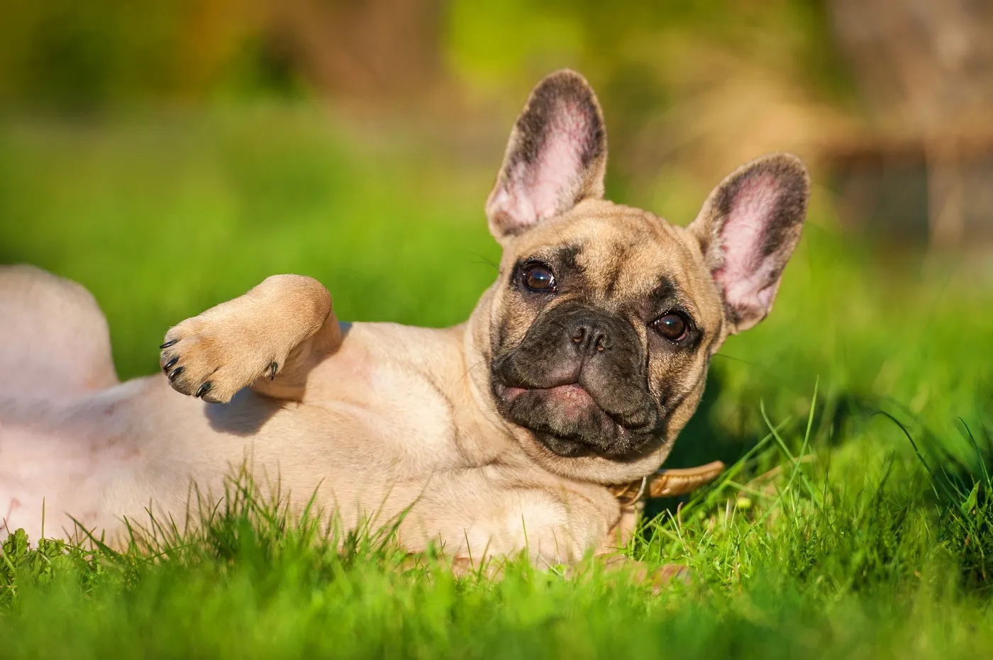 french bully liegt in wiese
