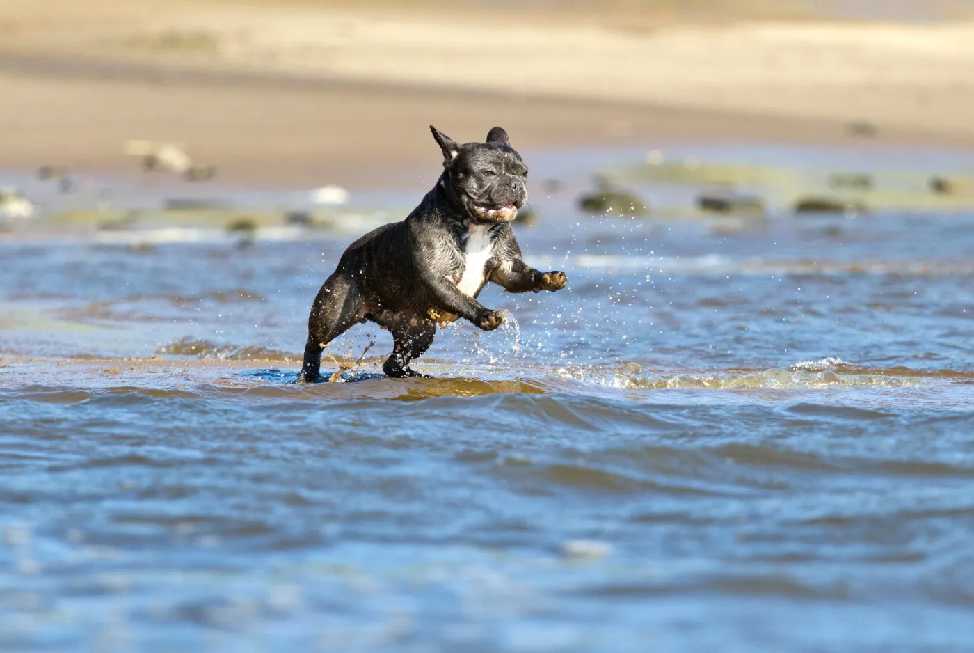 frenchie hund am strand im wasser