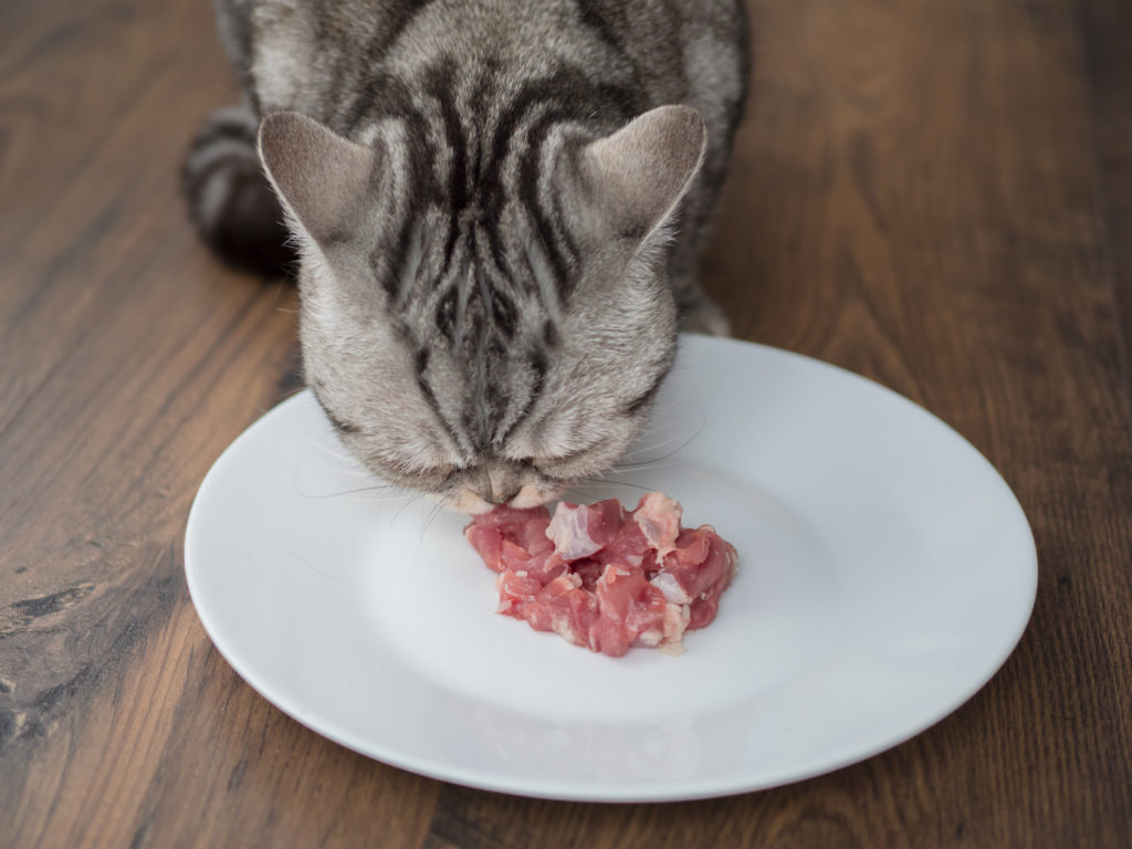 Katze frisst Fleisch in Wohnung