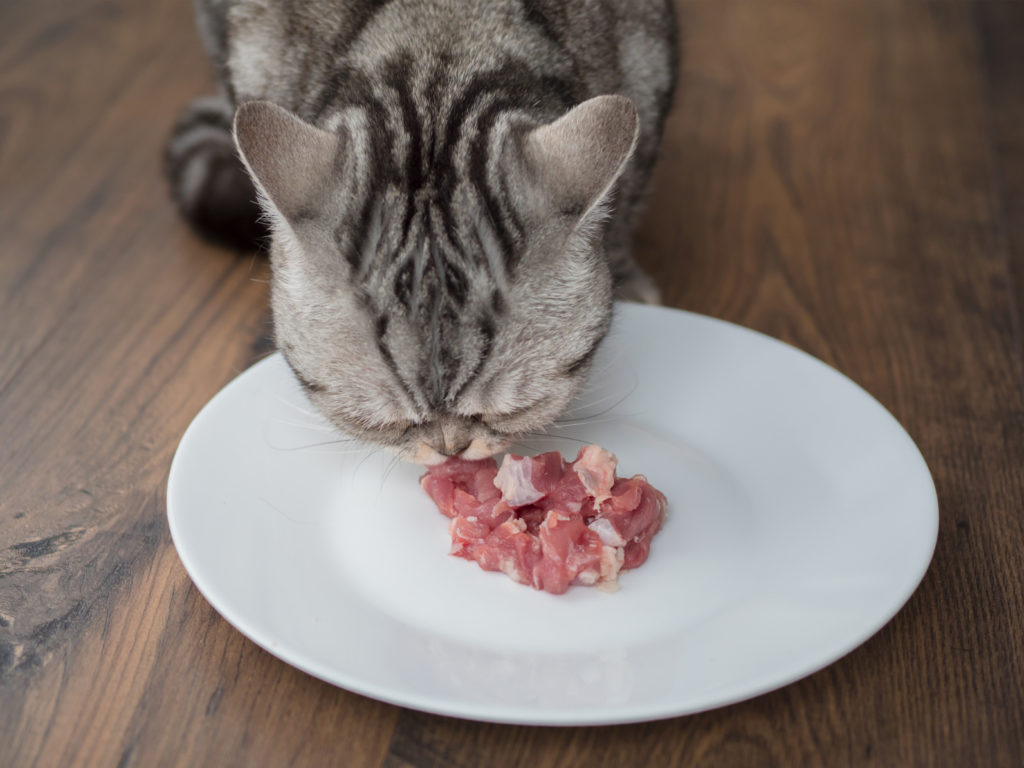 Eine Katze frisst in der Wohnung frisches Fleisch Katze frisst Fleisch in Wohnung
