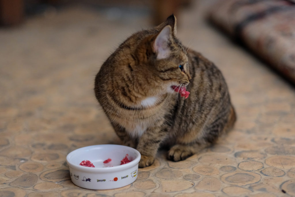 Freigängerkatze erhält frisches Fleisch im Futternapf Freigänger-Katze vor Futternapf mit Fleisch