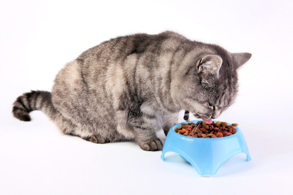 futter für kastrierte katzen futter für kastrierte katzen