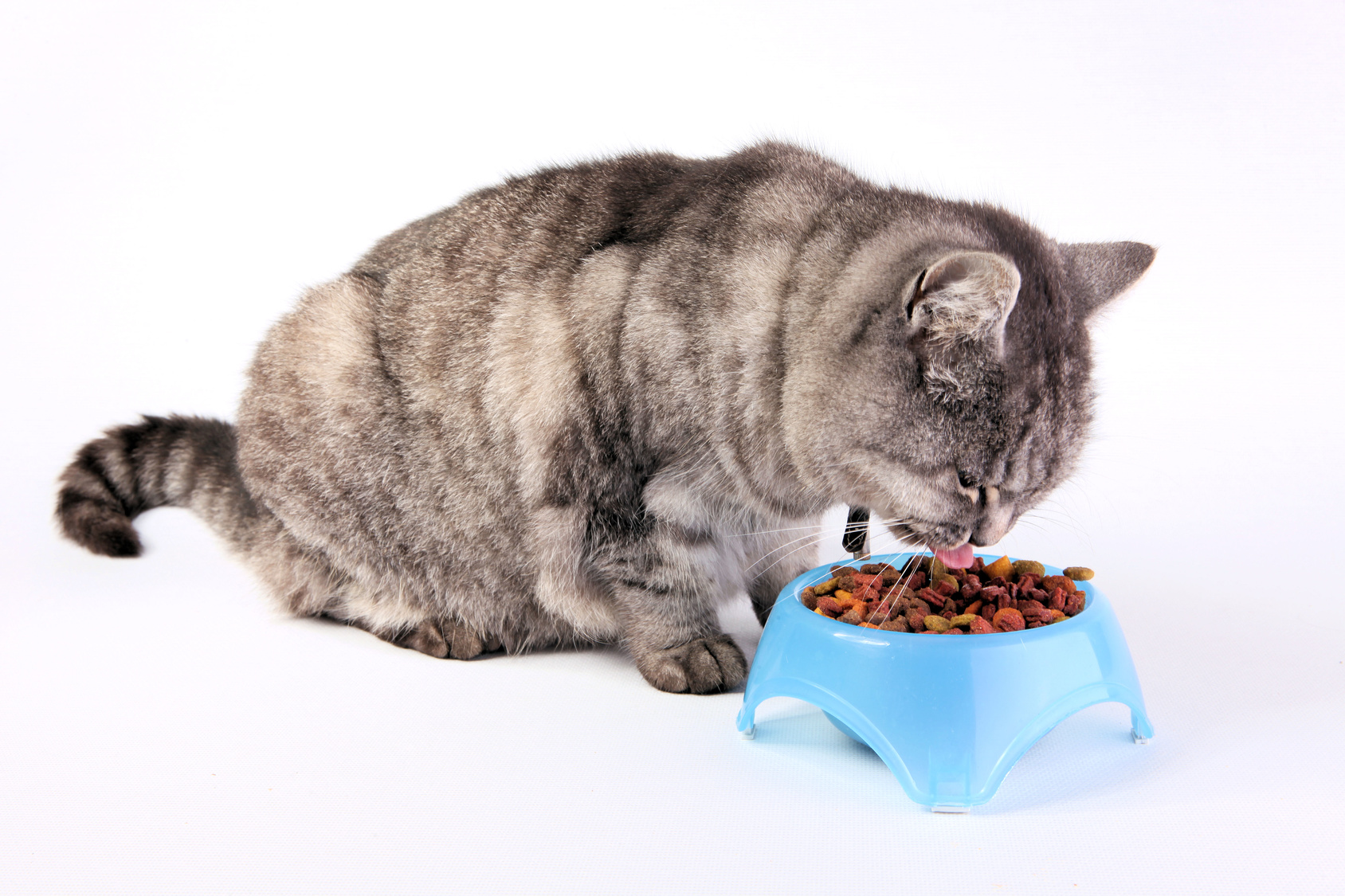 Das richtige Futter für kastrierte Katzen zooplus Magazin