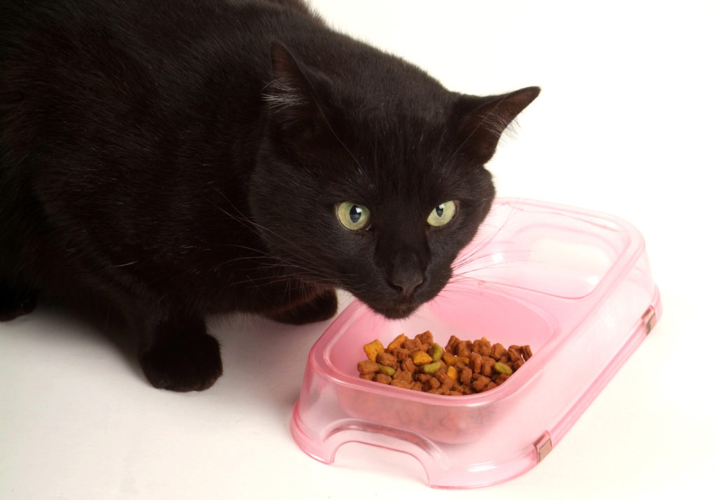 futtermittelallergie bei katzen Katze mit Futtermittelallergie frisst aus dem Napf.