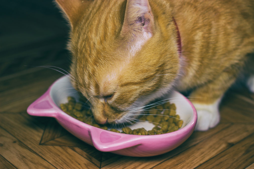 Futtermittelallergie bei Katzen: Test & Behandlung | zooplus Magazine