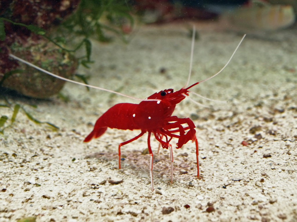 garnelen im aquarium