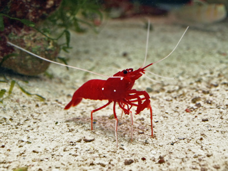 Garnelen im Aquarium halten zooplus Aquaristik Magazin