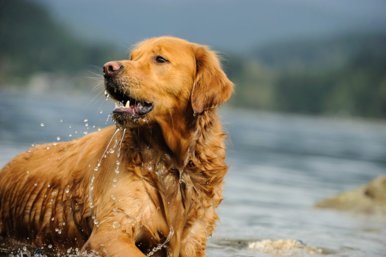 golden retriever im wasser