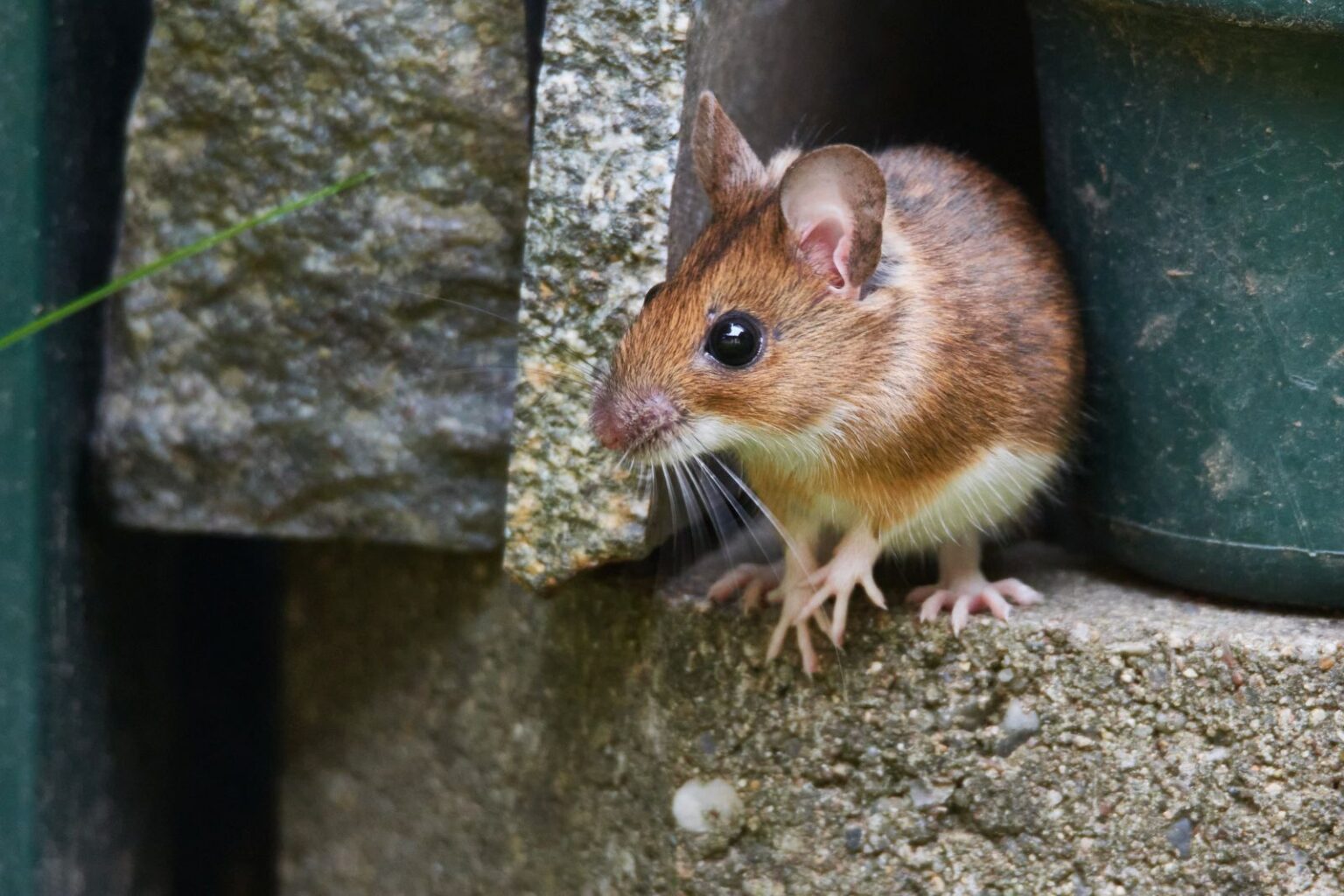 Gelbhalsmaus (Apodemus flavicollis) zooplus Magazin