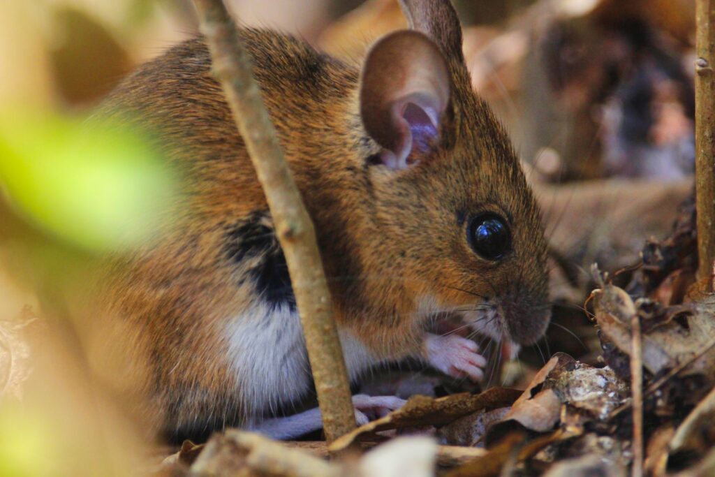 Nahaufnahme einer Gelbhalsmaus im Wald gelbhalsmaus im wald