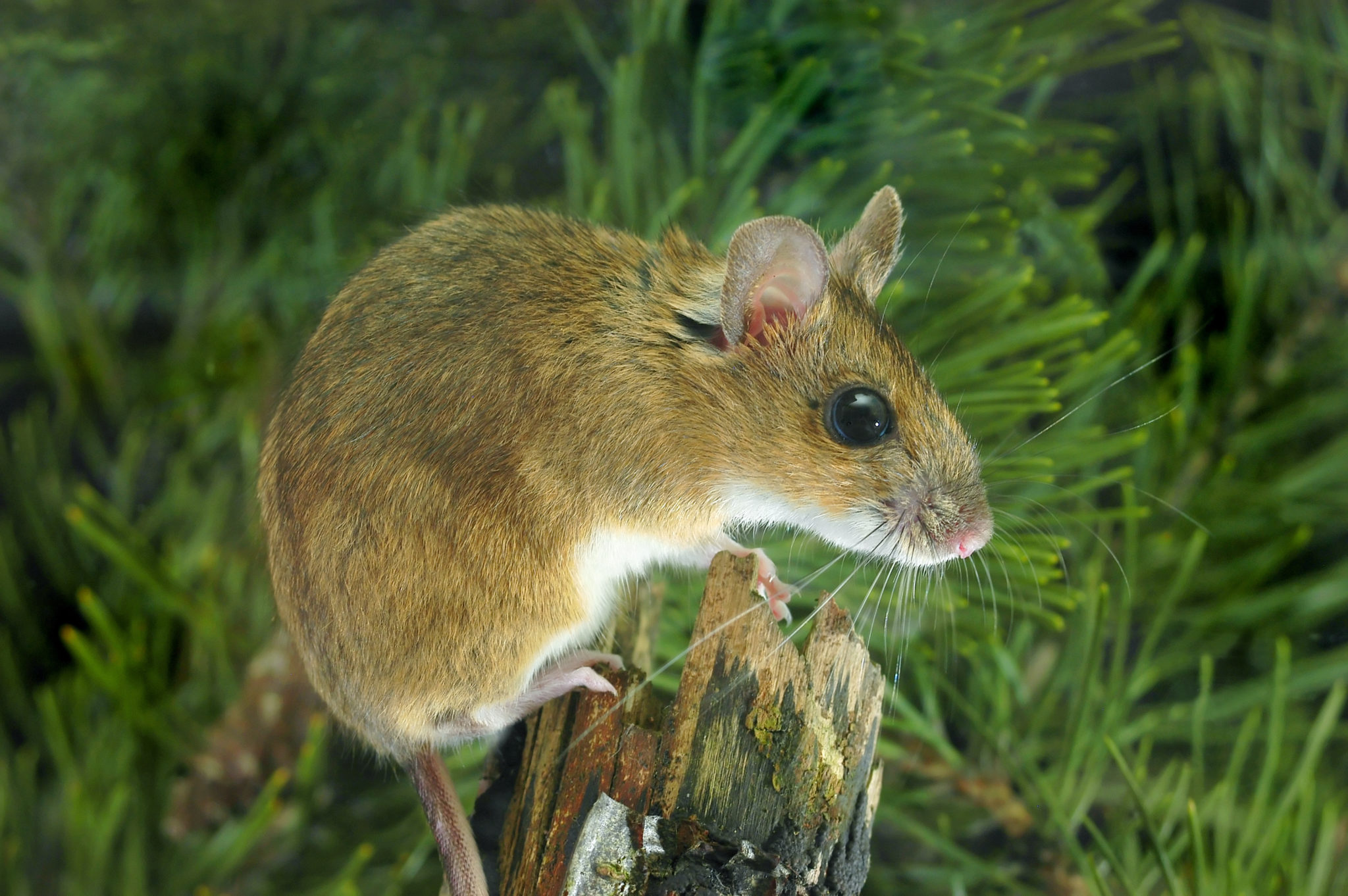 Die Gelbhalsmaus (Apodemus flavicollis) zooplus Magazin