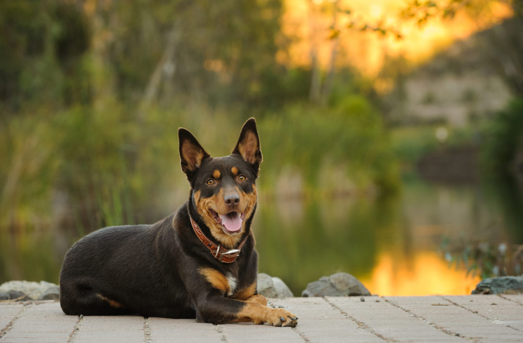 glücklich australian kelpie