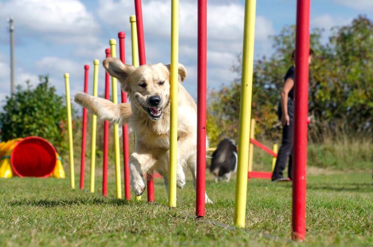 golden retriever hund beim agility training