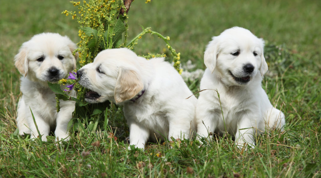 Golden Retriever siblings golden retriever puppy