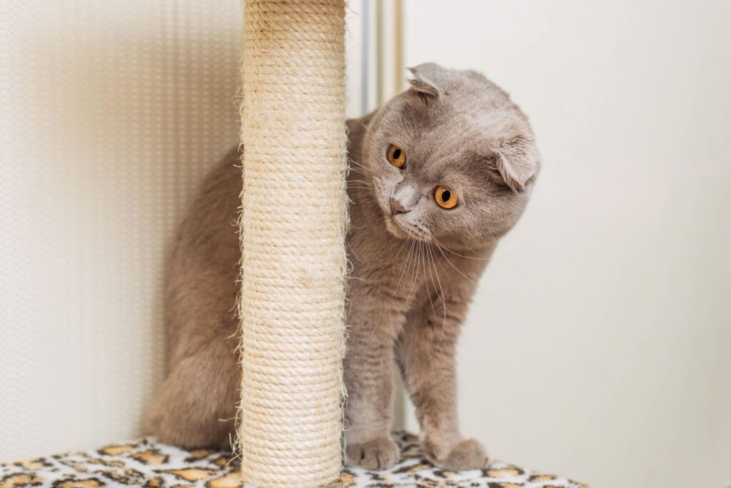 scottish fold katze sitzt hinter kratzbaum