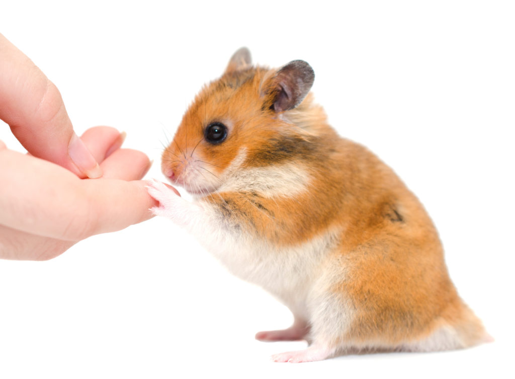 hamstergeräusche