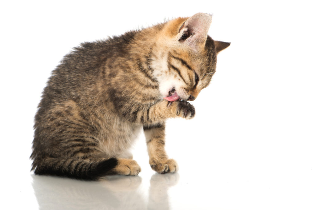 hautkrankheiten bei katzen