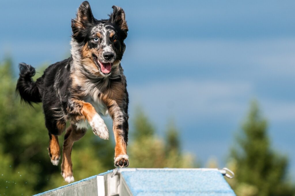Hund läuft über Agility-Steg hund läuft über steg beim agility