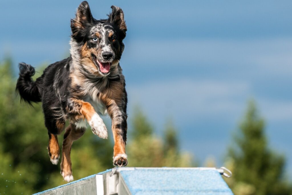 hund läuft über steg beim agility