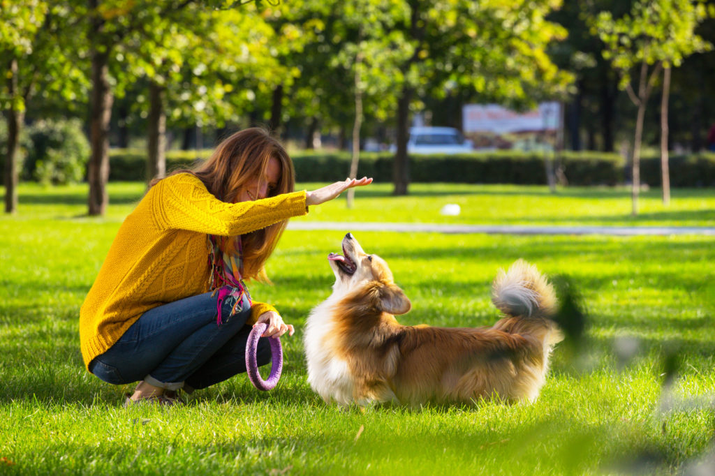 Richtig mit dem Hund spielen So funktioniert�s zooplus Hundemagazin