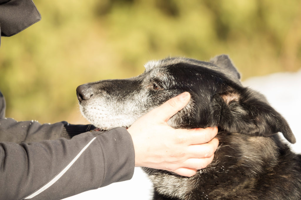 hundepsychologie hundepsychologie