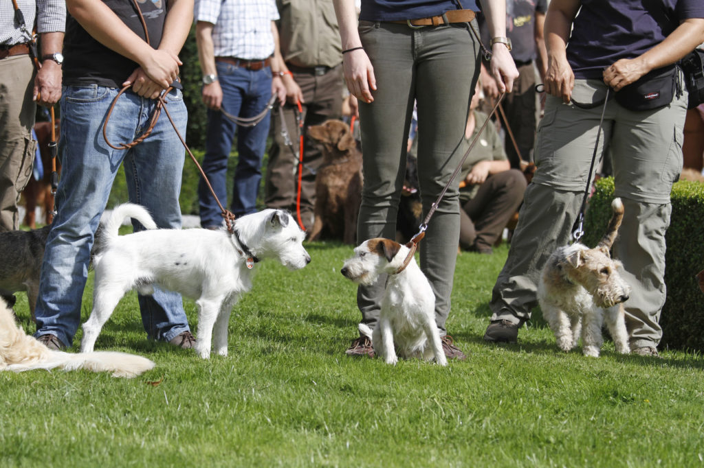hundeschule hundeschule