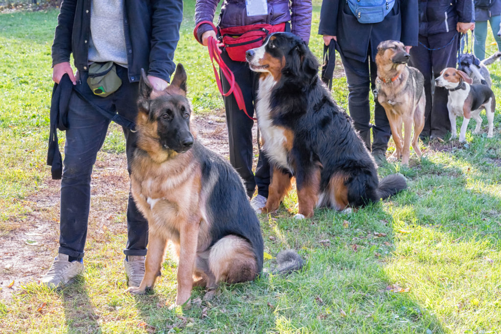 hundeschule hundeschule