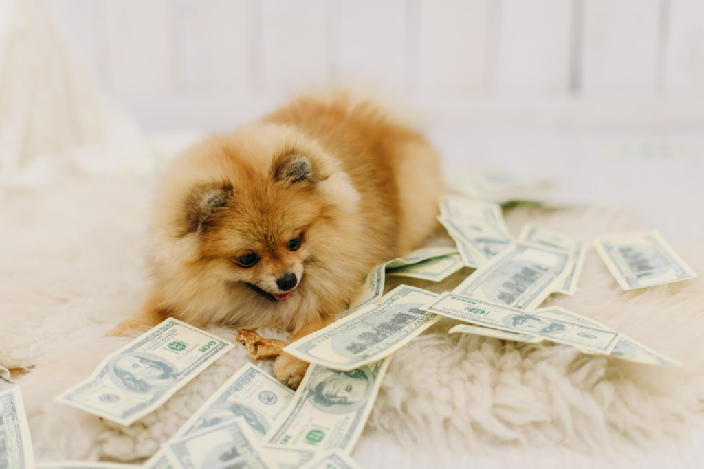 Steuer Für Hunde