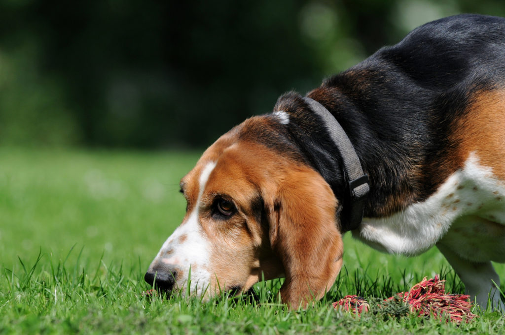 Schnüffeln als Teil des Jagdverhaltens beim Hund