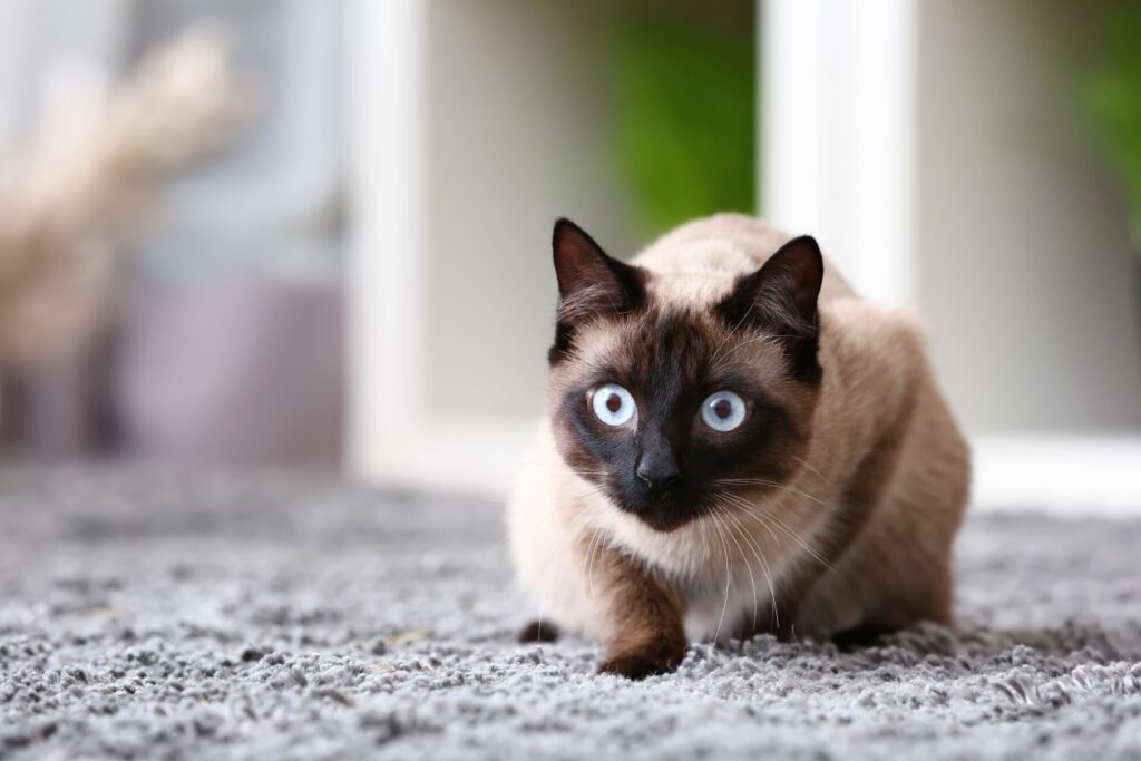 Eine junge Thai-Katze sitzt in Lauerstellung auf einem grauen Teppich thai katze auf teppich in lauerstellung