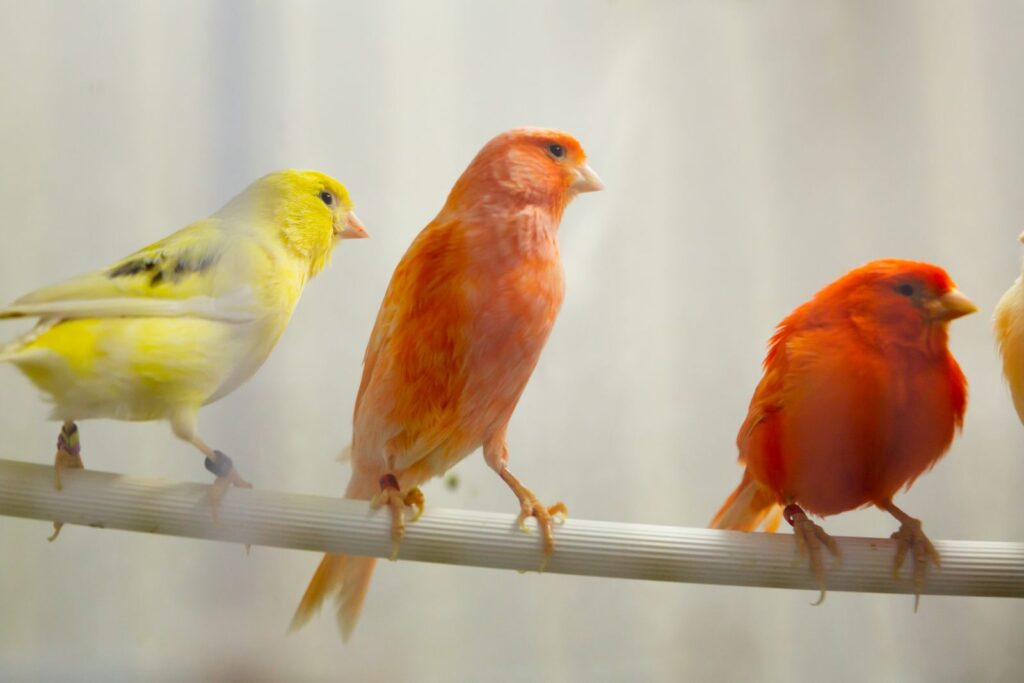 kanarianvögel auf stange