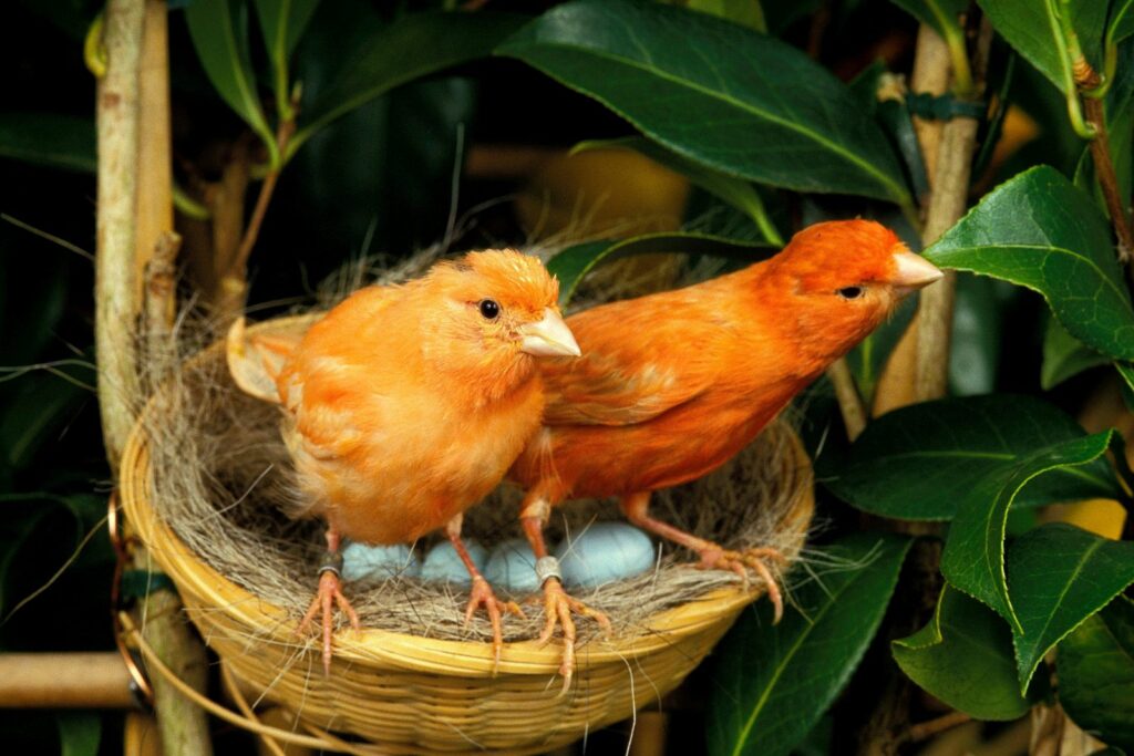 rotes kanarienvogel paar mit nest