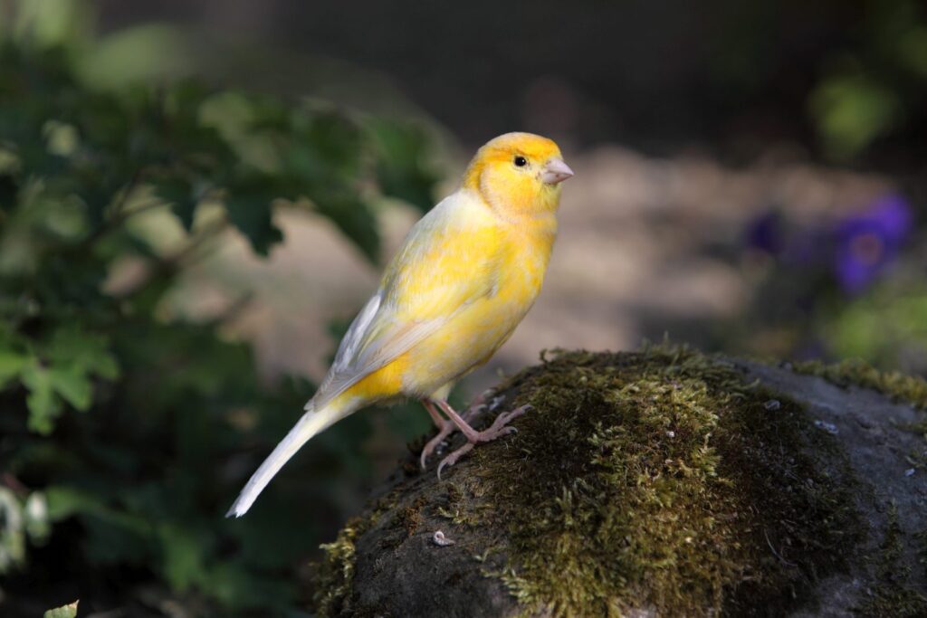 kanarienvogel auf stein