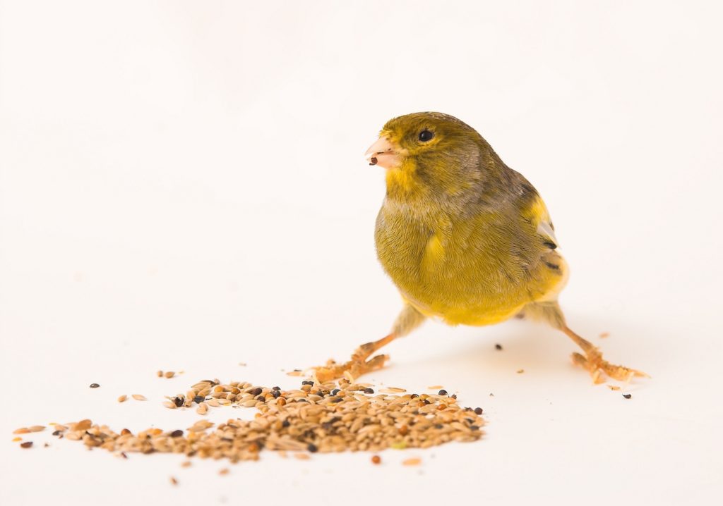 kanarienvogel ernährung kanarienvogel ernährung